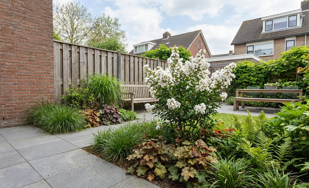 Lagerstroemia (Lagerstroemia indica With Love Virgin) - Heesters