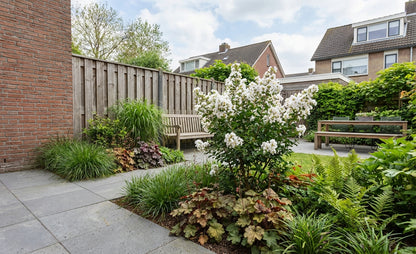 Lagerstroemia (Lagerstroemia indica With Love Virgin) - Heesters