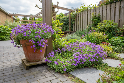 Aubrieta 'Hamburger Stadtpark' (Fleur à franges)