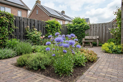 Zandblauwtje (Jasione laevis 'Blaulicht') - Tuinplanten