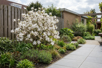 Magnolia étoilé en arbuste (Magnolia 'Grandiflora')