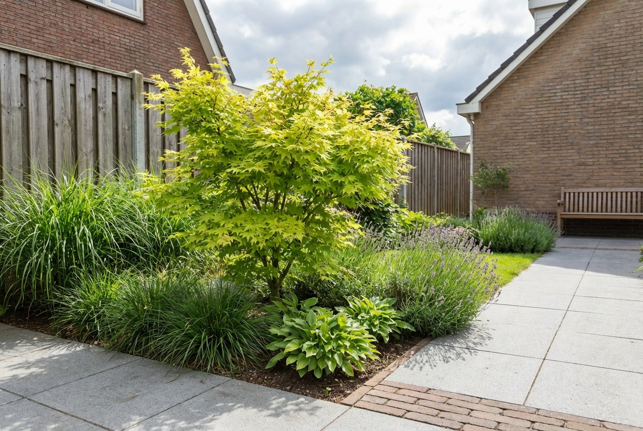 Japanse Esdoorn (Acer palmatum 'Summer Gold') - Japanse Esdoorn