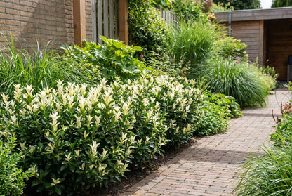 Kardinaalsmuts (Euonymus japonicus Paloma Blanca) - Heesters