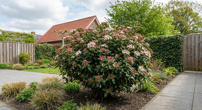 Sneeuwbal (Viburnum tinus ‘Eve Price’) - Viburnum