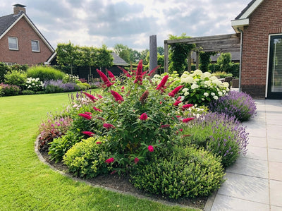 Buddleia (Buddleja davidii Butterfly Candy® Little Bubbelgum)