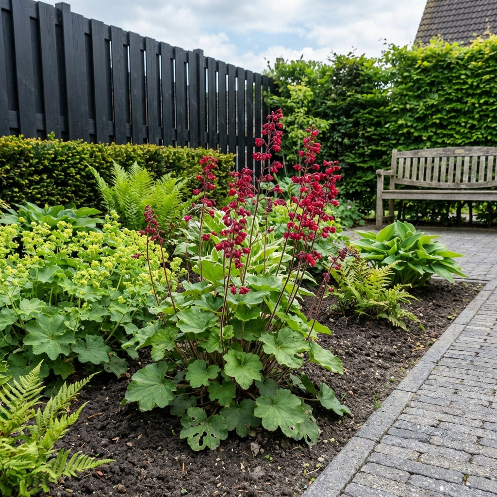 Purperklokje (Heuchera sanguinea 'Splendens') - Tuinplanten
