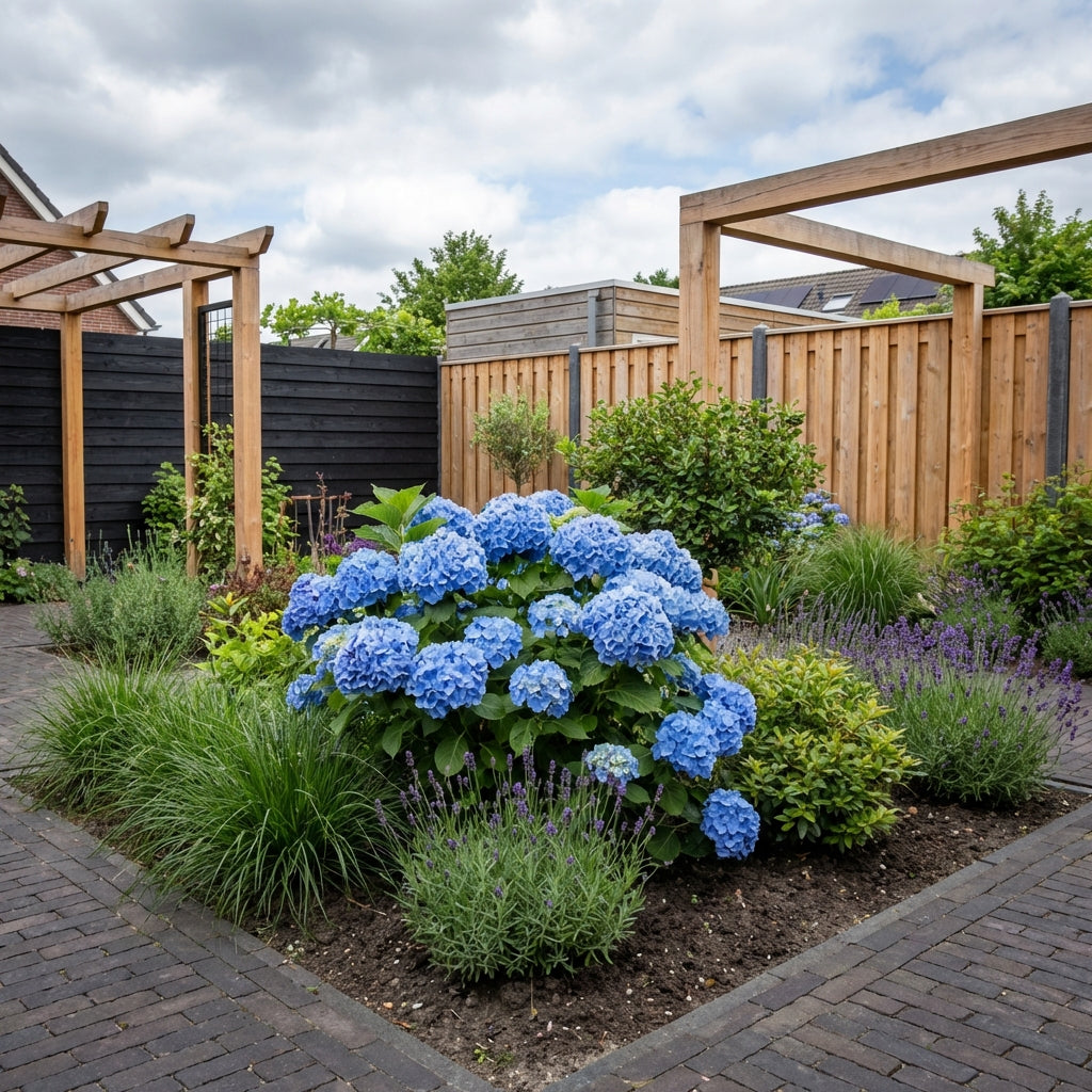 Hortensia (Hydrangea macrophylla ‘Nikko Blue’ ) - Hortensia