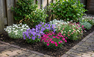 Bordure en couvre-sol fleuri (1,5 m²)