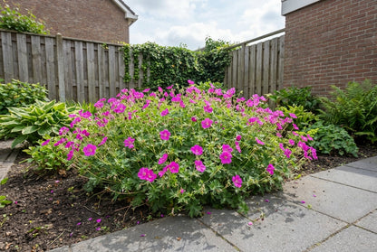 Géranium à feuilles de géranium (Geranium macr. 'Czakor')