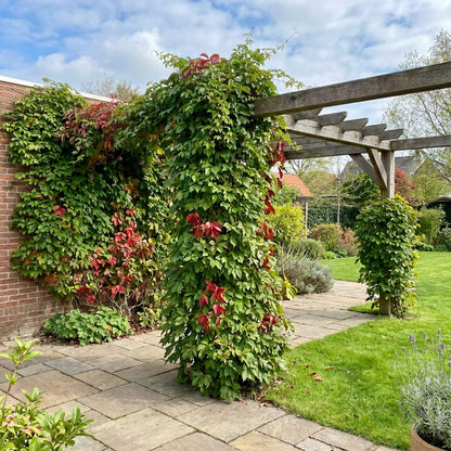 Klimplant Parthenocissus Engelmannii (wilde wingerd) - Klimplanten