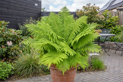 Beker varen (Matteucia struthiopteris) - Tuinplanten