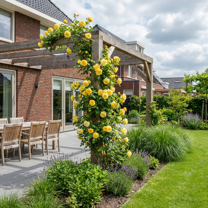 Klimplant Rosa Golden Climber (Klimroos) - Klimplanten