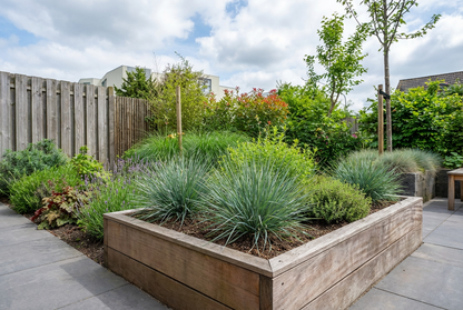 Dianella (Dianella 'Coolvista') - Dianella