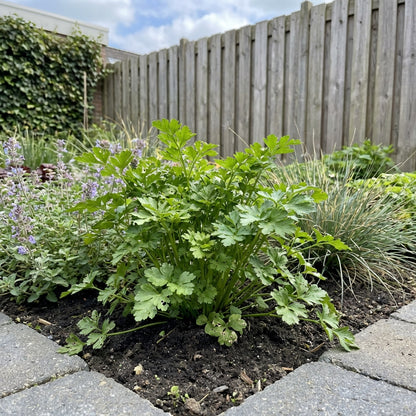 Peterselie (Petroselinum crispum) - Tuinplanten