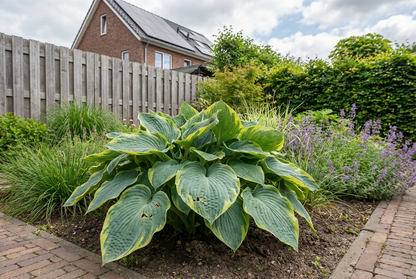 Lys en forme de cœur (Hosta sieboldiana 'Frances Williams')