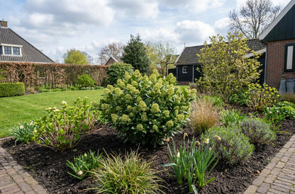 Skimmia (Skimmia jap. White Globe®) - Heesters