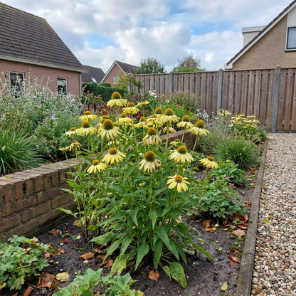 Zonnehoed (Echinacea Sunrise) - Tuinplanten