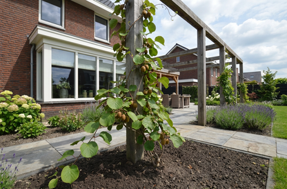 Klimplant Actinidiadeliciosa Jenny (kiwi) - Klimplanten