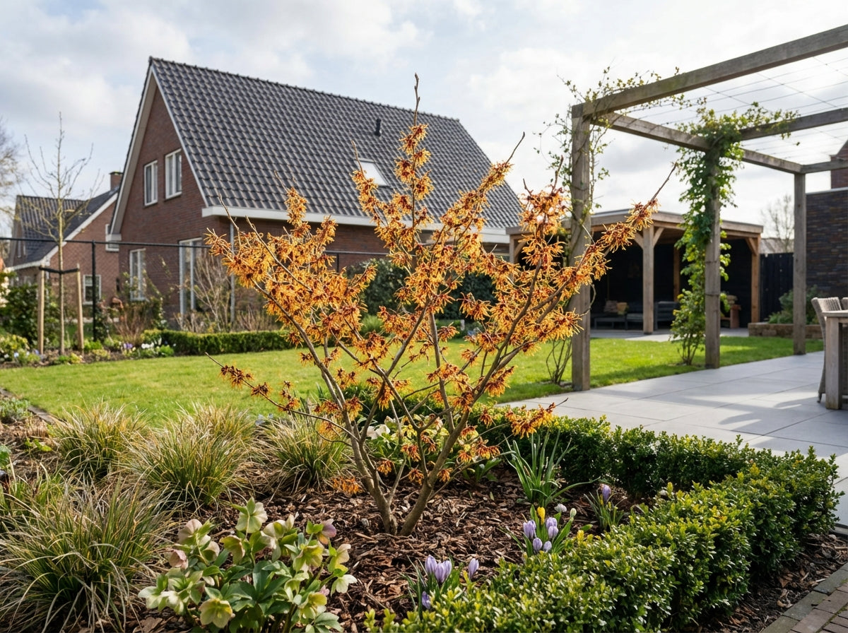 Toverhazelaar (Hamamelis intermedia 'Aphrodite') - Heesters