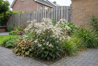 Herfstaster (Aster divaricatus) - Tuinplanten