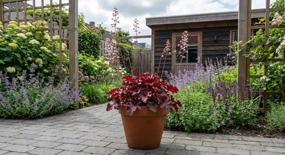 Heuchère 'Crimson Curls' (Heuchera 'Crimson Curls')