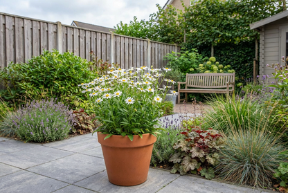 Aster d'été (Kalimeris incisa 'Alba')