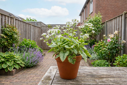 Myosotis (Brunnera macrophylla 'Berrty Browning')