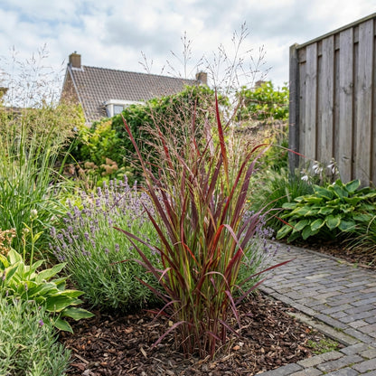 Vingergras (Panicum virg. 'Sqauw') - Tuinplanten