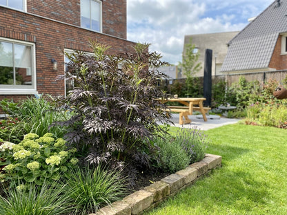 Sureau (Sambucus nigra Serenade'®)