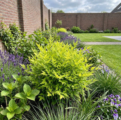 Hemelse bamboe (Nandina domestica Lemon & Lime ) - Groenblijvende struiken
