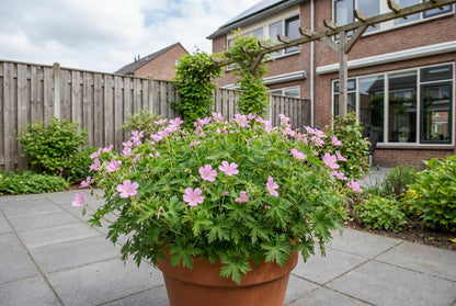 Ooievaarsbek (Geranium endressii 'Wargrave Pink') - Tuinplanten