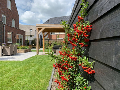 Klimplant Pyracantha c. Red Column (vuurdoorn) - Klimplanten