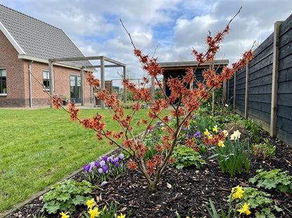 Toverhazelaar (Hamamelis intermedia 'Feuerzauber') - Heesters
