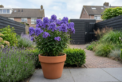 Fleur de flamme (Phlox (P) 'Blue Paradis')