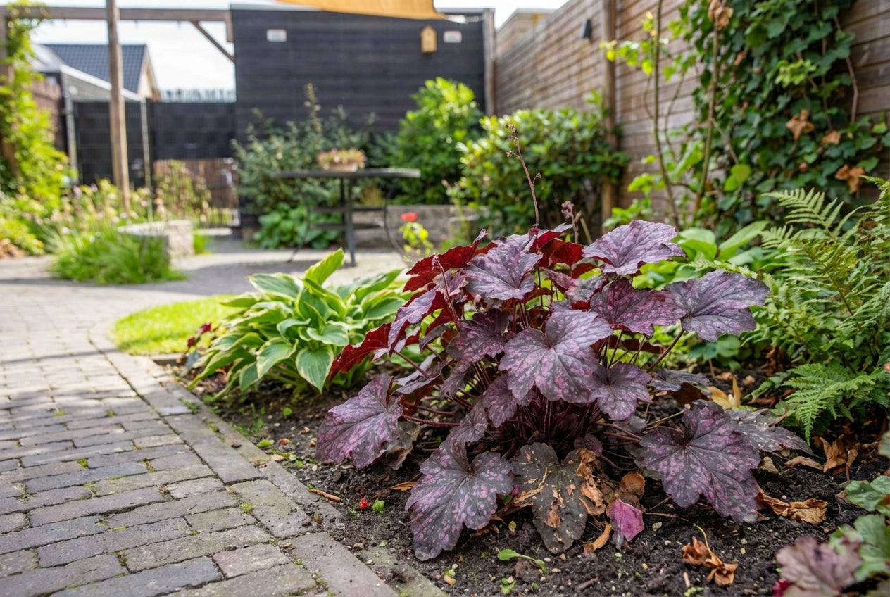 Purperklokje (Heuchera 'Midnight Rose') - Tuinplanten