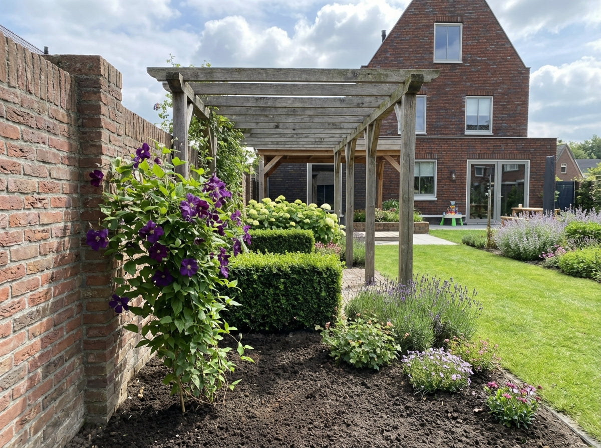 Klimplant Clematis Jackmanii (Bosrank) - Klimplanten