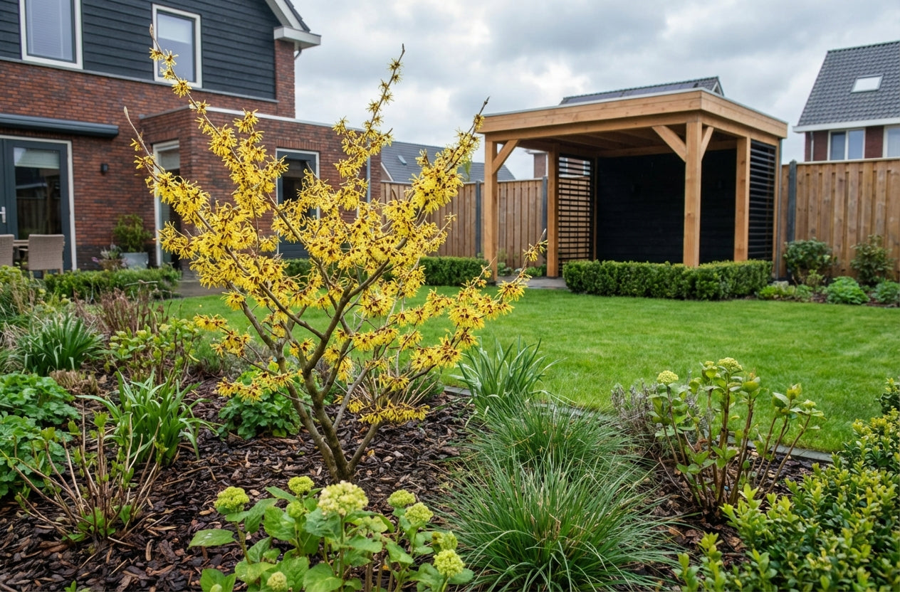 Toverhazelaar (Hamamelis intermedia 'Pallida') - Heesters