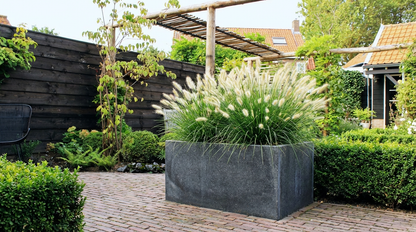 Herbe lamproie (Pennisetum alopecuroides 'Little Bunny')