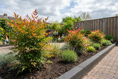 Bambou céleste (Nandina domestica 'Gulfstream')