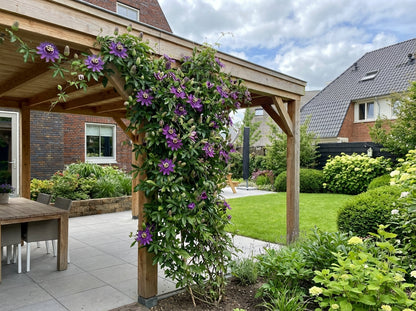 Klimplant Passiflora Purple Rain (passiebloem) - Klimplanten