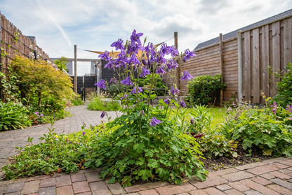 Akelei (Aquilegia alpina) - Tuinplanten