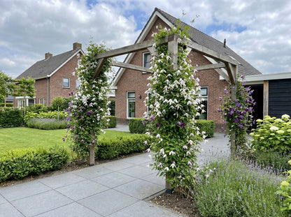 Klimplant Clematis alp. Willy (Bosrank) - Klimplanten