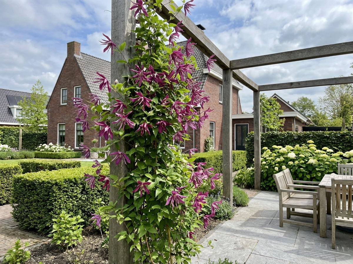 Klimplant Clematis Octopus PBR (Bosrank) - Klimplanten