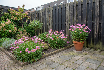 Dwerg aster (Aster alpinus 'Happy End') - Tuinplanten