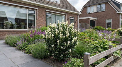 Kardinaalsmuts (Euonymus japonicus Paloma Blanca ) - Heesters