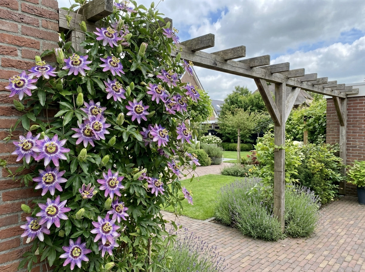 Klimplant Passiflora Damsel s Delight (passiebloem) - Klimplanten