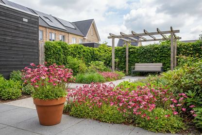 Saxifrage de mousse (Saxifraga (A) 'Blütenteppich')