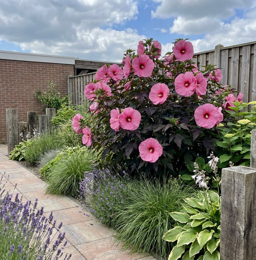 Altheastruik (Hibiscus Carousel Pink Passion) - Hibiscus