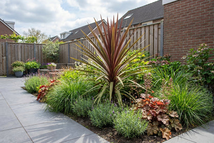 Cordyline (Cordyline australis 'Red Heart') - Exotische planten