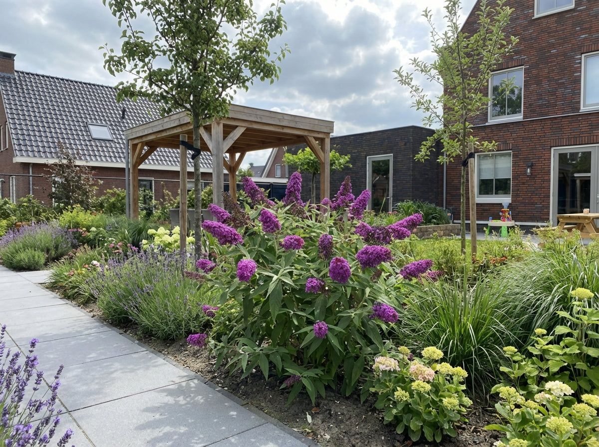Vlinderstruik (Buddleja davidii Butterfly Candy® Little Magenta) - Vlinderstruik
